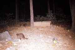 Racoons; Camping